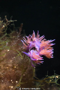Flabellina Affinis by Antonio Venturelli 